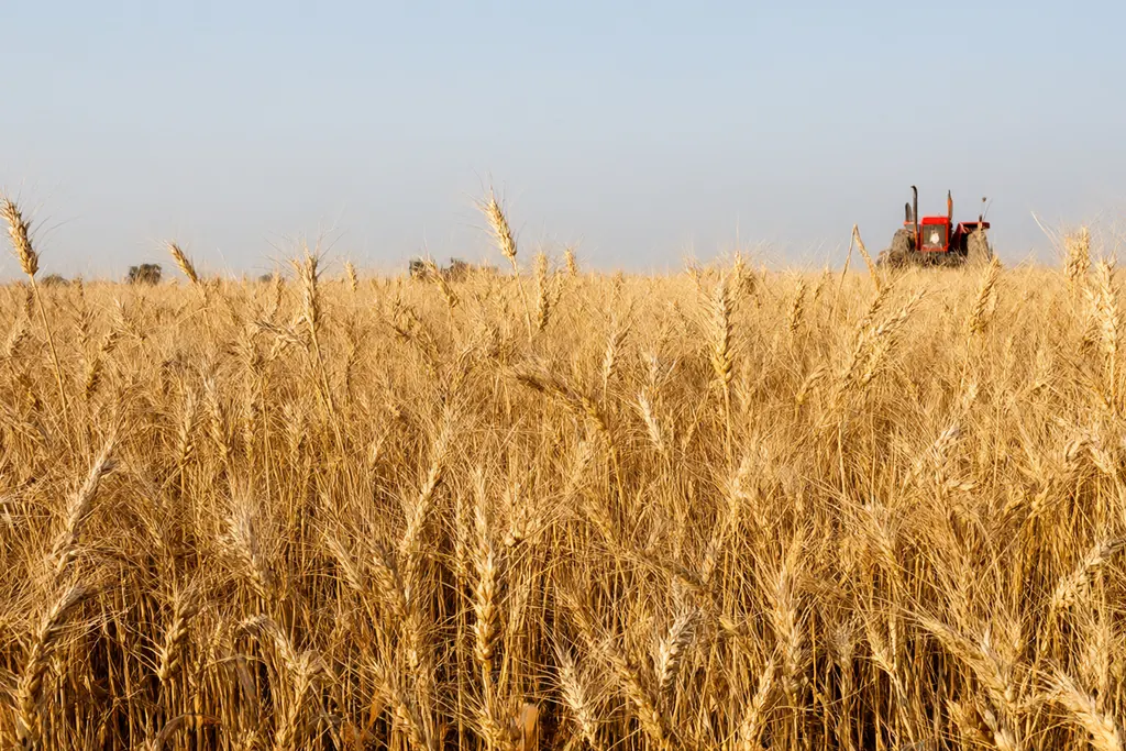 The farming year in Punjab, season by season