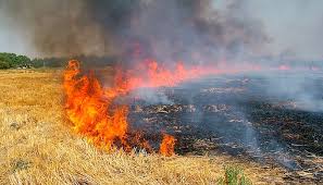 Image result for burning paddy straw problem