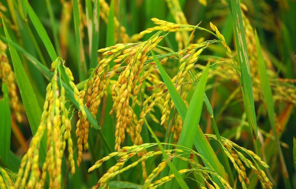 Researchers find a new possibility to improve rice productivity 