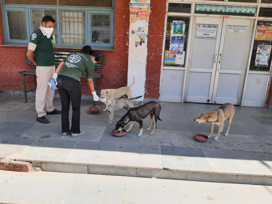 Expressing gratitude towards HSI/Insia for feeding stray dogs of PU