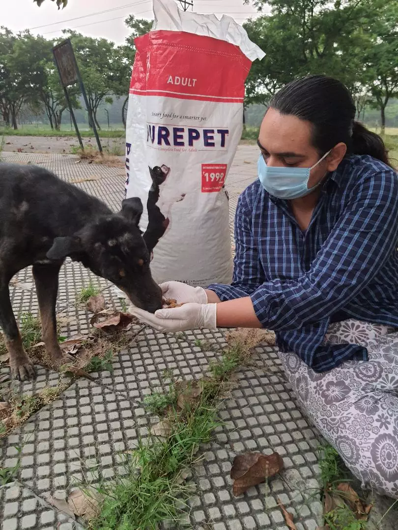 Expressing gratitude towards HSI/Insia for feeding stray dogs of PU 