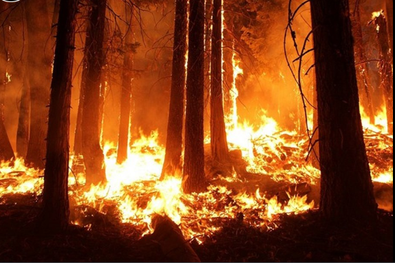 France battles ‘monster’ wildfire as heatwaves scorch Europe